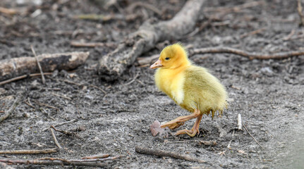 baby chicken 