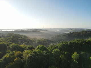 Forest with fog in the morning 