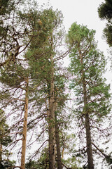 Tall coniferous trees in the forest. Pine and spruce on the slopes of the mountains. Autumn. Beauty is in nature.