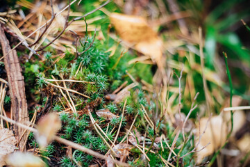 Green moss grows on the stump of an old tree in the forest. Relief texture and background.