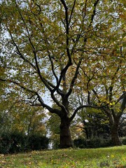 plants with yellow foliage on an autumn day in the park