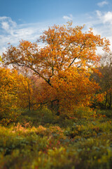 Swineholes Wood. A vibrant autumnal UK woodland trees, and foliage.