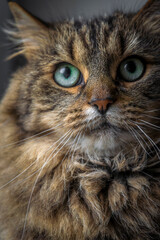 Naklejka na ściany i meble Brown tabby hairy female cat with green eyes interior near window