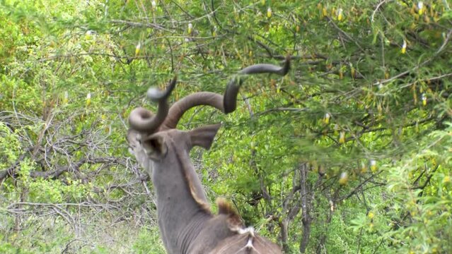 kudu antelope feeding from the foliage of the trees, good camouflage