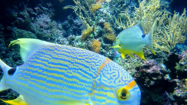 The Sailfin snapper or Symphorichthys spilurus fish swimming deep in the ocean