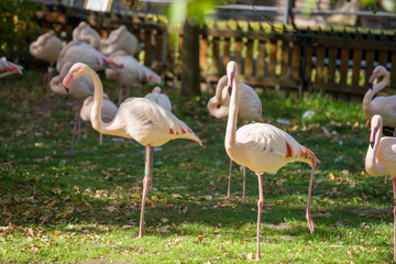 Beautiful animals in the hodonín zoo in the Czech Republic