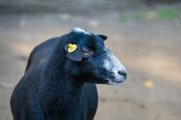 Fototapeta premium Beautiful animals in the hodonín zoo in the Czech Republic