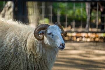 Beautiful animals in the hodonín zoo in the Czech Republic