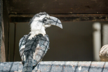 Beautiful animals in the hodonín zoo in the Czech Republic