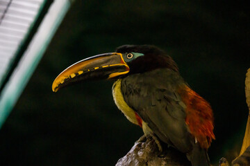 Beautiful animals in the hodonín zoo in the Czech Republic