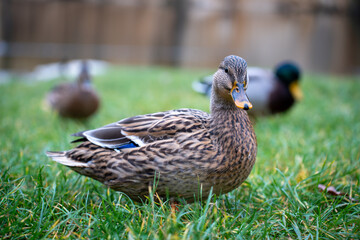 Beautiful animals in the hodonín zoo in the Czech Republic