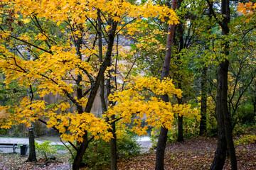 Naklejka premium Autum tree in park