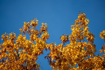 yellow autumn leaves