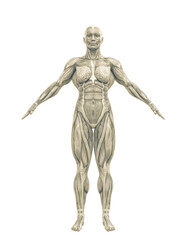 female swole muscle maps on a pose