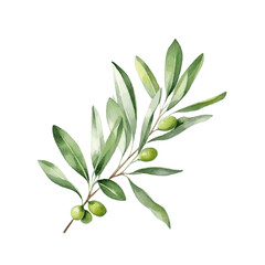 Green olive tree branch with leaves watercolor paint on white background