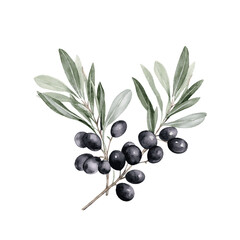 Green olive tree branch with leaves watercolor paint on white background