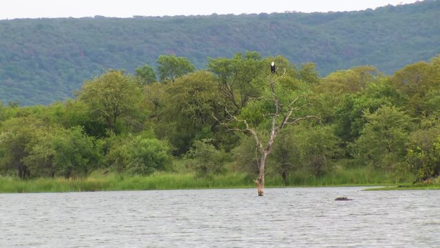 Gaborone dam in Botswana, hippo in the water swimming and bald eagle in a dry tree, lake at sunset, bush in the background