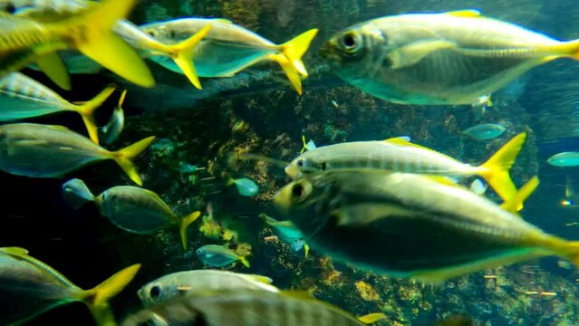 A herd of yellowtail fusilier or caesio cuning fishes swimming in the ocean