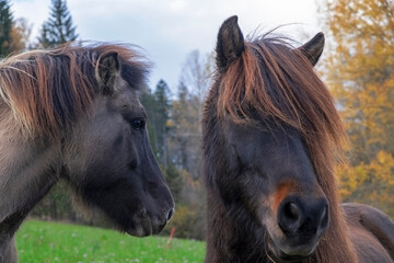 Two brown horses against a forest background