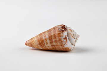 奄美大島のトビンニャという巻き貝、白背景