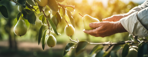 Close up shot of hand picking pears in orchard. Panoramic photography - obrazy, fototapety, plakaty