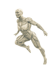 female swole muscle maps on running pose