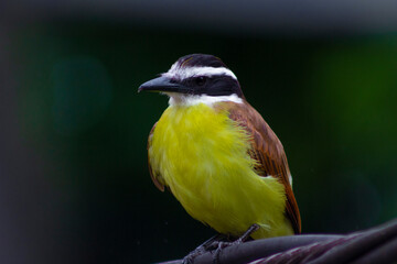Yellow bird Great Kiskadee (Pitangus sulphuratus)