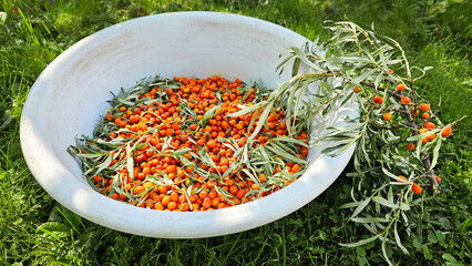 Orange sea buckthorn berries and leaves. Basket, basin with sea buckthorn