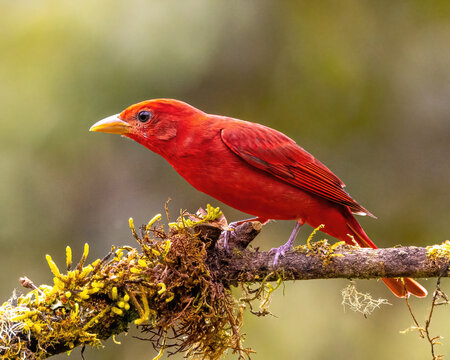 Summer Tanager Standing on Branch