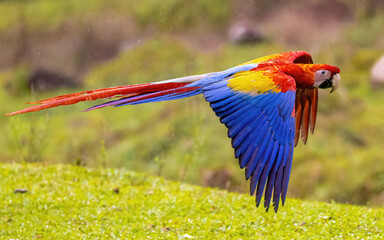 Scarlet Macaw in flight