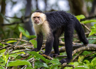 White-Faced Capuchin Monkey standing on branches