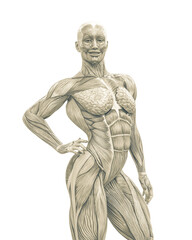 Fototapeta na wymiar female swole muscle maps on standing up pose in close up view