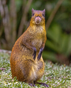 Costa Rica Agouti Posing for Photo