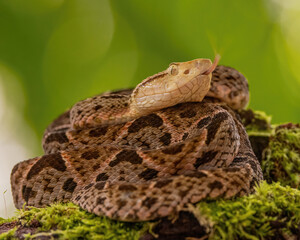 Fer-de-Lance Snake Ready to Strike