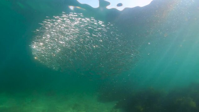 Bait ball of schooling anchovies chased by others fish underwater in the Atlantic ocean, European anchovy Engraulis encrasicolus, natural scene, Spain, Galicia, Rias Baixas, 59.94fps