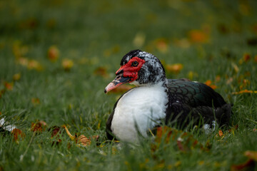 Portrait of a black and white Muscovy duck lying down in the grass.