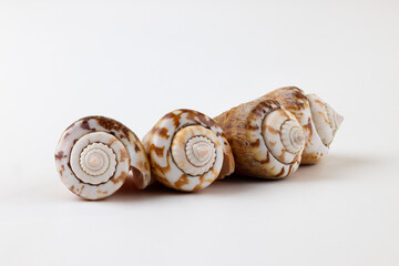 奄美大島のトビンニャという巻き貝、白背景