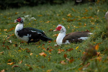Portrait of a two Muscovy ducks in a meadow with autumn leaves.
