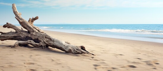 A wooden log on the shore amidst the sandy beach