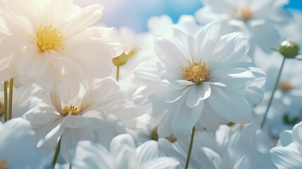 Obraz premium Background of beautiful white flowers.