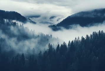 cloud and fog-covered forest