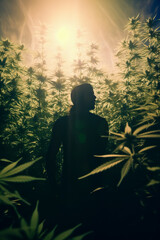 Silhouette of a man on a cannabis plantation in sunlight. - obrazy, fototapety, plakaty