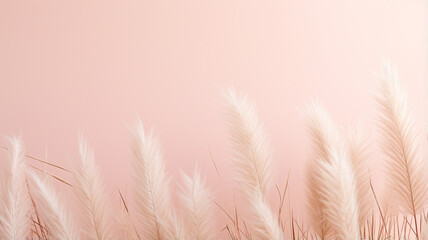 wheat ears on the white background