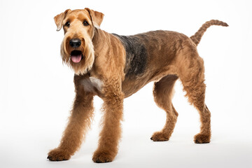 Airedale Dog breed dog with white background