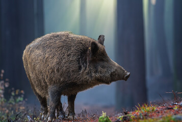 Keiler (Wildschwein) im Morgenlicht