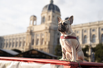 A dog front of the nature history museum Vienna