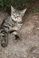 beautiful domestic young cat lying on the sand 