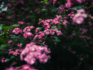 Spring flowers in the garden