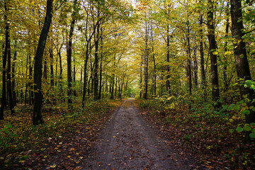 Obraz premium path in the forest
