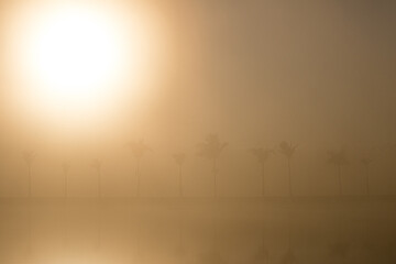 Golden Embrace: Misty Lake Morning Amidst Whispering Palms